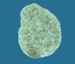 Trichoplax adhaerens photograph.png