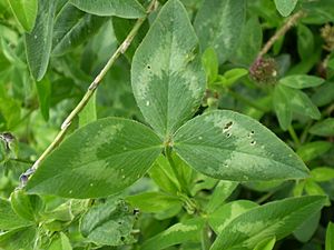 Archivo:Trifolium pratense 0.3 R