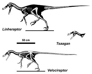 Archivo:Velociraptorines