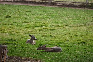 Archivo:Venado del Parque de las leyendas