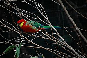 Archivo:Western Rosella in branches