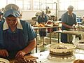Workers handling anchovies