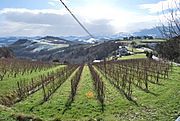 Archivo:Zarautz Vigne Txakoli 02