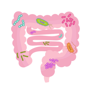 Archivo:202004 Gut microbiota
