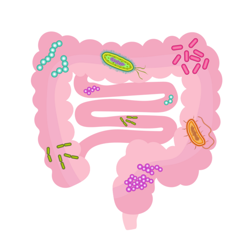 202004 Gut microbiota