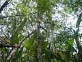 Acacia costaricensis. Cornizuelo. Carara National Park. Costa Rica