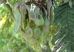 Archivo:Acacia dealbata fruto