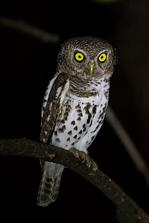 Archivo:African barred owlet, South Luangwa National Park (51866314343)