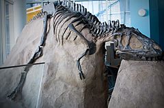 Archivo:Albertosaurus libratus skeleton