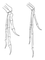 Archaeo-deinony hands
