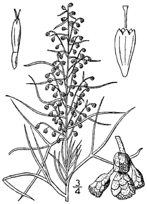 Archivo:Artemisia filifolia BB-1913