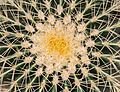 Asiento de suegra (Echinocactus grusonii), Jardín Botánico, Múnich, Alemania, 2013-09-08, DD 02