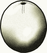 Bouteille en œuf d'autruche (Capsien)