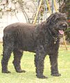 Bouvier des Flandres in a garden