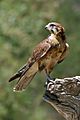Brown-Falcon,-Vic,-3.1.2008