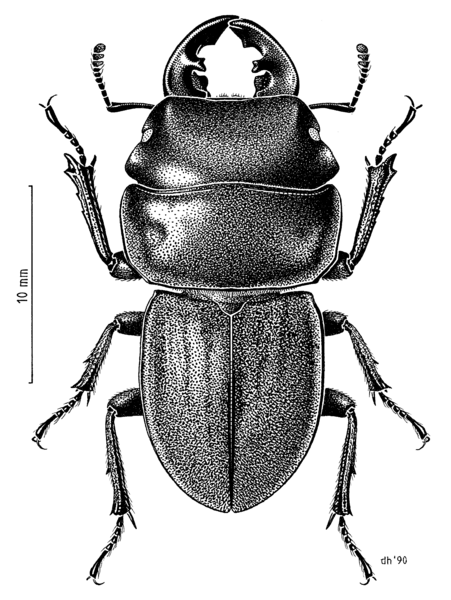 COLE Lucanidae Geodorcus auriculatus m