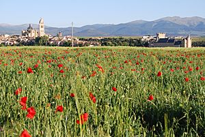 Archivo:Campos de amapolas en Zamarramala con Segovia al fondo