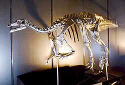 Archivo:Camptosaurus dispar skeleton