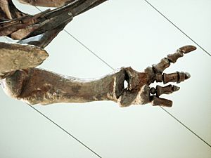 Archivo:Carnotaurus forelimb