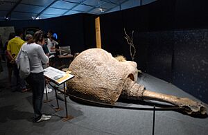 Archivo:Charles Darwin 200 year exhibition Brazil3