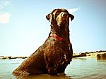 Chocolate Labrador at beach.jpg