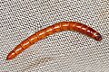 Click Beetle larva, McKee Beshers WMA, Poolesville, Maryland