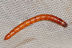 Archivo:Click Beetle larva, McKee Beshers WMA, Poolesville, Maryland