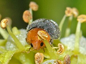 Archivo:Coccinellidae - Cryptolaemus montrouzieri-001