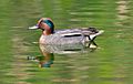 Common Teal Male (8602525826)