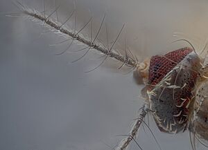 Archivo:Culex mosquito eye, details