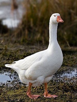 Archivo:Domestic Goose