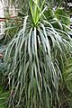 Dracaena Draco (1) (11983500894)