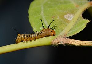 Archivo:Eacles imperialis – Imperial Moth caterpillar (43318544134)