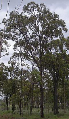 Archivo:Eucalyptus fibrosa tree. Canoona, Queensland