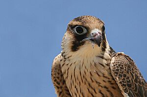 Archivo:Falco biarmicus, Mauritania 2