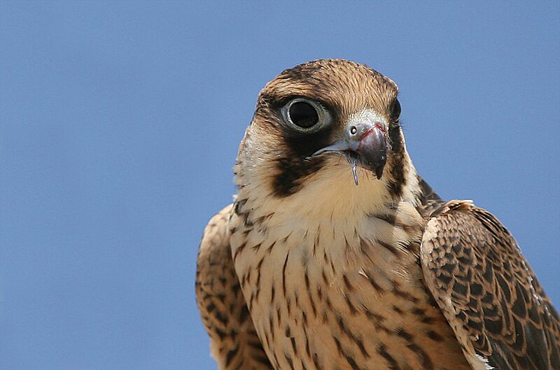 Falco biarmicus, Mauritania 2