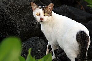 Archivo:Feral cat 1