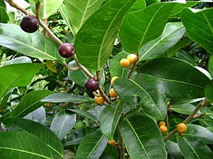 Archivo:Ficus tinctoria