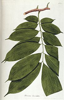 Archivo:Fragmenta botanica, figuris coloratis illustrata (T. 21) BHL287650