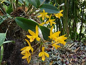 Archivo:G aurantiaca flava