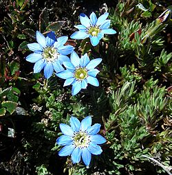 Gentiana sedifolia, from altitude in Columbia (9149322234).jpg