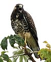 Geranoaetus albicaudatus juv.jpg