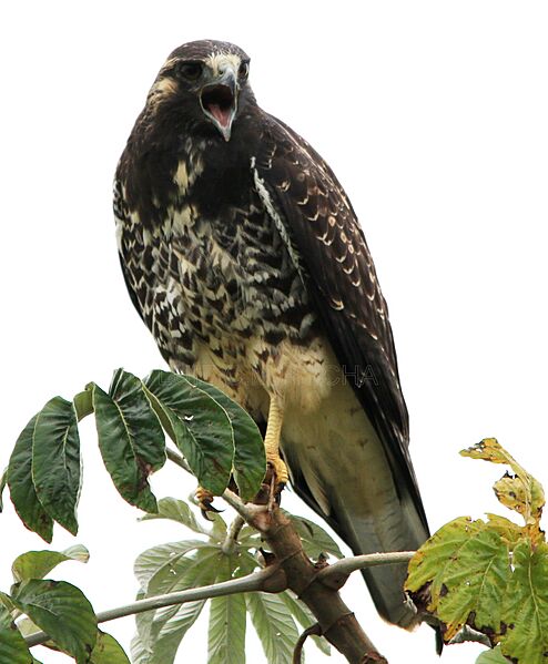Geranoaetus albicaudatus juv