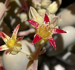 Graptopetalum amethystinum 6.jpg