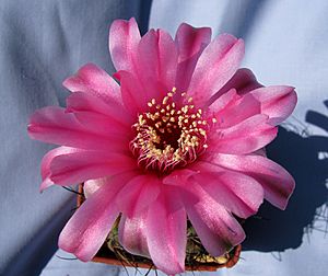 Archivo:Gymnocalycium baldianum 2