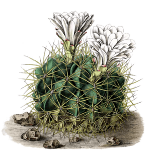 Archivo:Gymnocalycium monvillei