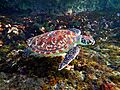 Hawksbill Sea Turtle (Eretmochelys imbricata)