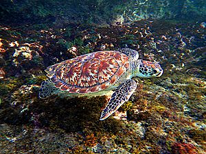 Archivo:Hawksbill Sea Turtle (Eretmochelys imbricata)