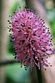 Helonias bullata FWS
