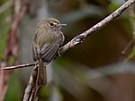 Archivo:Hemitriccus diops - Drab-breasted Bamboo-Tyrant; Miracatu, São Paulo, Brazil